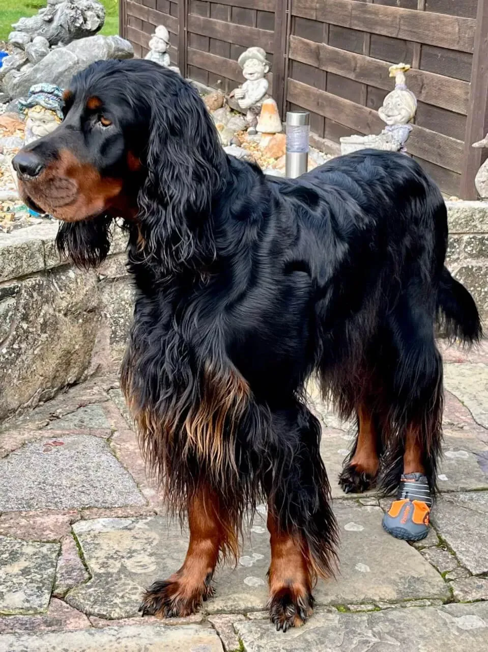Dog Shoes | UK Shipped | Dog Boots